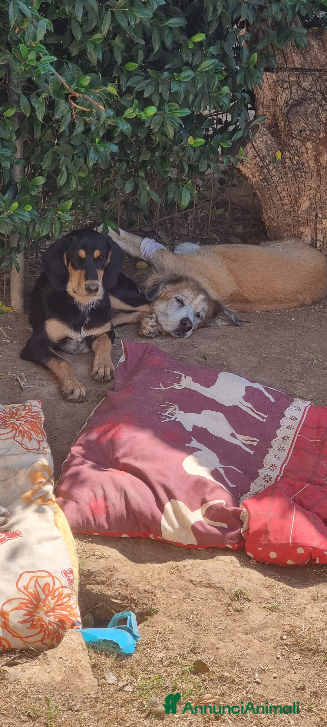 Segugio cani in regalo: Tiara - Annuncio 1