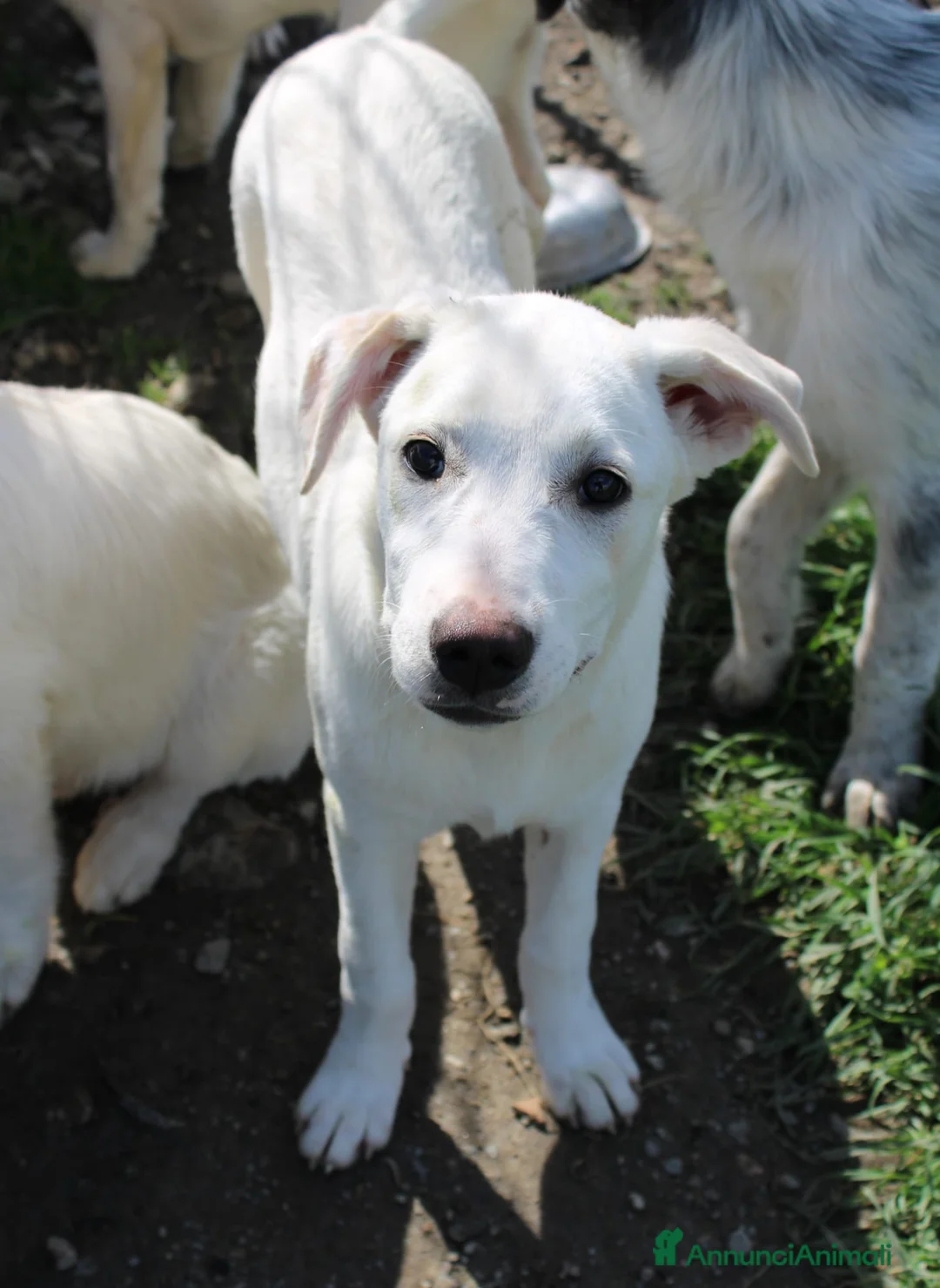 Meticcio cani in regalo: Dora  - Annuncio 5