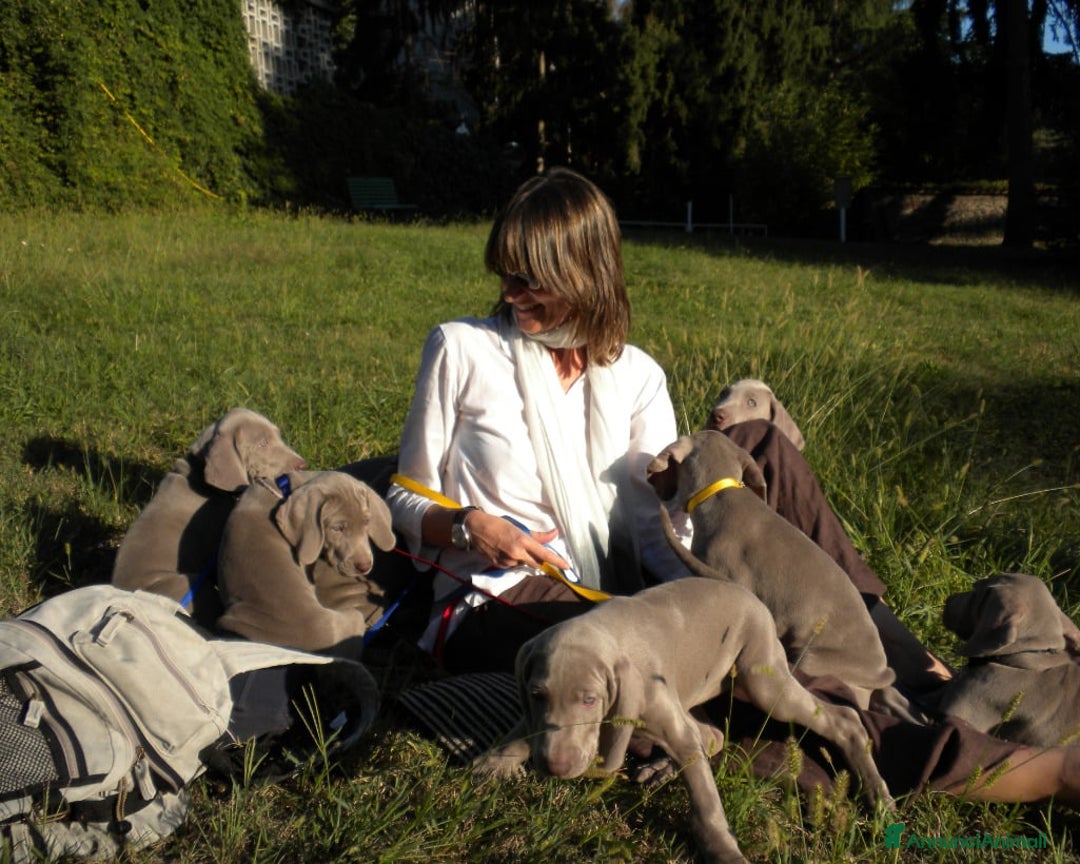 Weimaraner cani in vendita: WEIMARANER SPLENDIDE CUCCIOLE a Città Metropolitana di Torino - Immagine 2