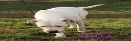 Dogo Argentino cani in regalo: ANITA buona con le persone! - Annuncio 3