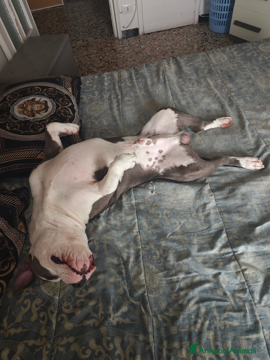 Pitbull cani per accoppiamento: Monta - Annuncio 15