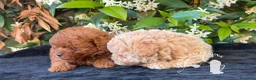 Barboncino Toy cani in vendita: Barboncino Toy Allevamento Professionale - Annuncio 4