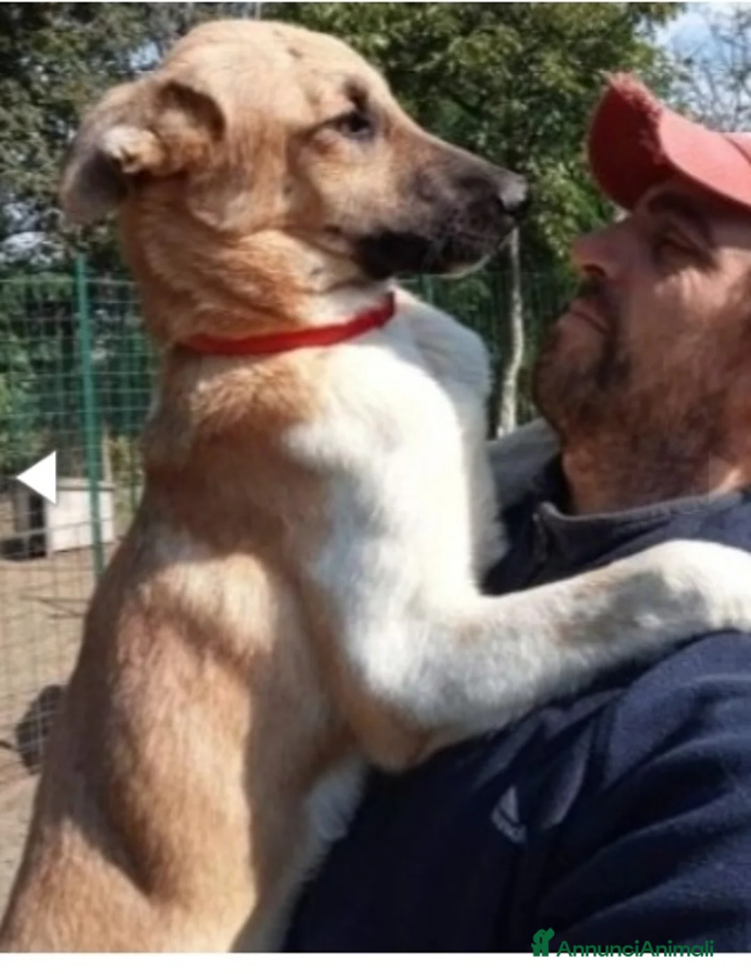 Meticcio cani in regalo: Pastorino 2anni salvato da 1lager 1anno fa.PAVIA a Città metropolitana di Milano - Annuncio 1