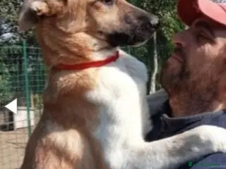 Meticcio cani Pastorino 2anni salvato da 1lager 1anno fa.PAVIA a Città metropolitana di Milano - Annuncio 5