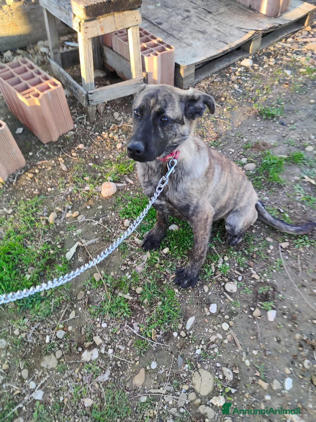 Altre razze cani in regalo: KARL, STEFY, CHARLOTTE, GENNY E GENNARINO - Annuncio 4