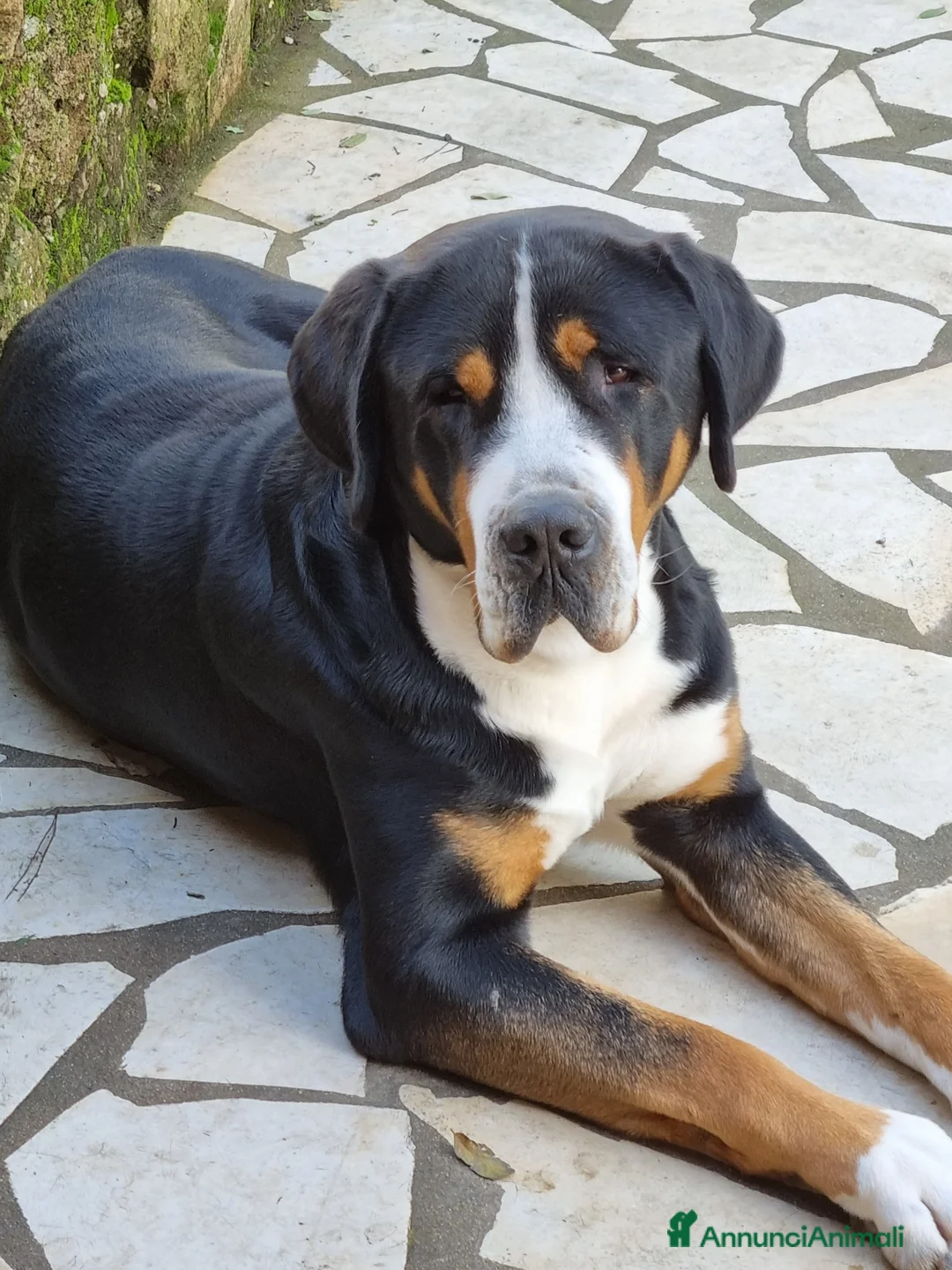 Grande Bovaro Svizzero cani in vendita: Cuccioli femmina Gran Bovaro svizzero a Città metropolitana di Roma Capitale - Annuncio 2