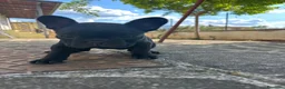 Bulldog Francese cani in vendita: bulldog francese nero tigrato  - Annuncio 10