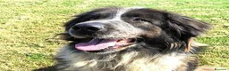 Pastore del Caucaso cani in regalo: Maestosa Alda - Annuncio 9