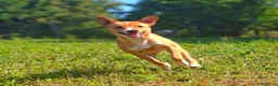 Meticcio cani in regalo: NOVA, cucciola allegrissima! TG PICCOLA - Annuncio 4
