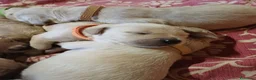 Golden Retriever cani in vendita: Cuccioli stupendi di golden retriever - Annuncio 6