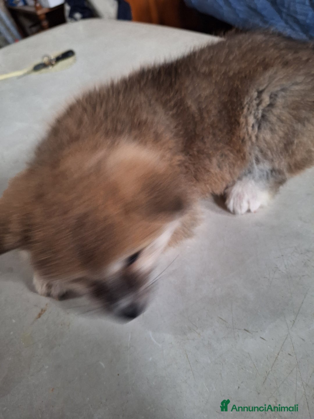 Akita Inu cani in vendita: Akita inu tigrati - Annuncio 2