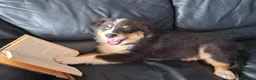 Australian Shepherd cani in vendita: cucciolo di Pastore Australiano - Annuncio 4