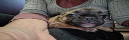 Bulldog Francese cani in vendita: Ultima cucciola di Bulldog francese cream - Annuncio 17