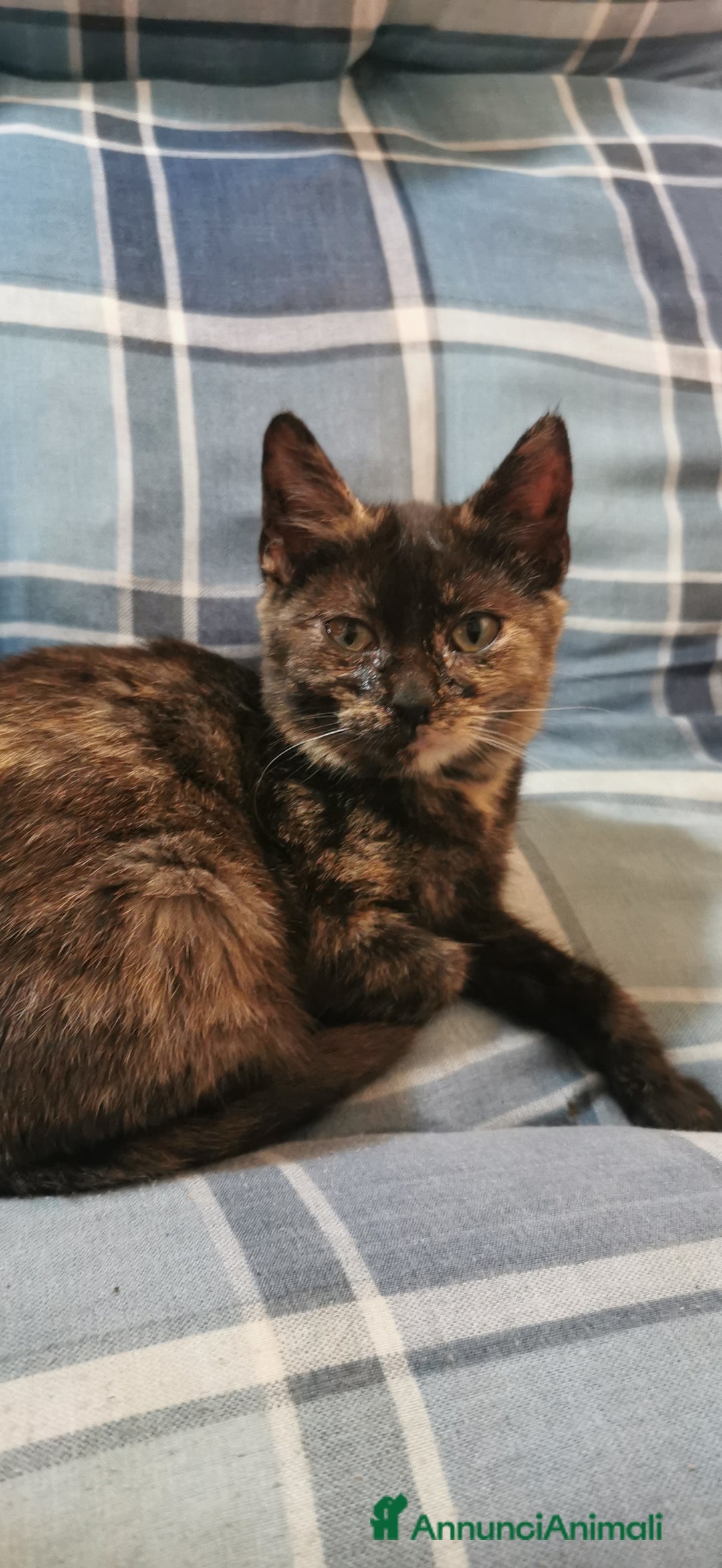 Meticcio gatti in regalo: Gattina Calico Tricolore - Annuncio 5