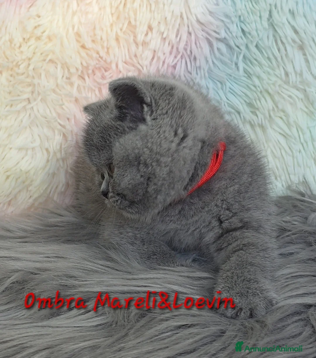British gatti in vendita: British shorthair femmine - Annuncio 3