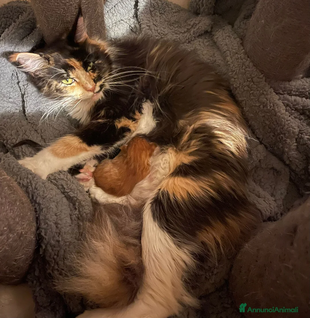 Maine Coon gatti in vendita: Cuccioli di Maine Coon - Annuncio 4