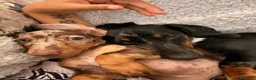Bassotto Nano cani in vendita: Cucciola di Bassotto Arlecchino Cioccolato fem. - Annuncio 8