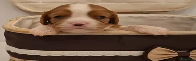 Cavalier King 2