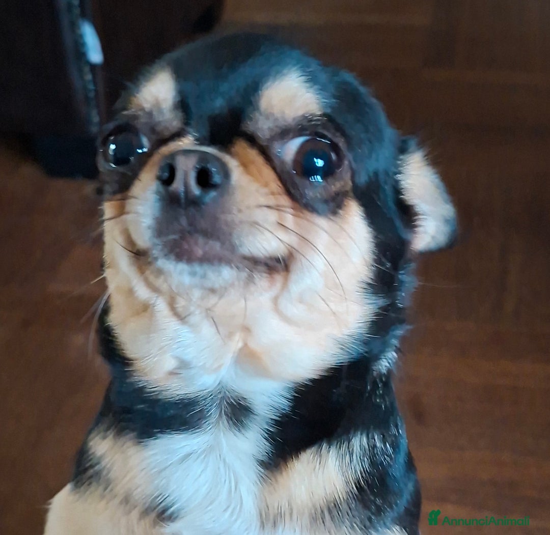 Chihuahua cani in vendita: Chihuahua  - Annuncio 2