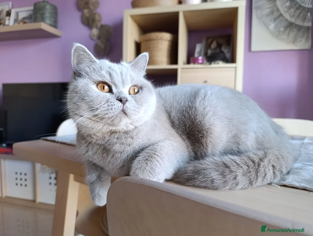 British gatti in vendita: Cuccioli British blu - Annuncio 2