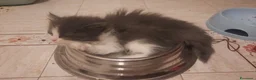 Siberiano gatti in vendita: Cucciolini di gatto siberizno cresciuti in casa - Annuncio 5
