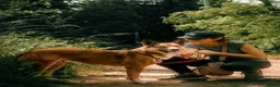 Meticcio cani in regalo: Anais, la nostra splendida lupetta - Annuncio 6