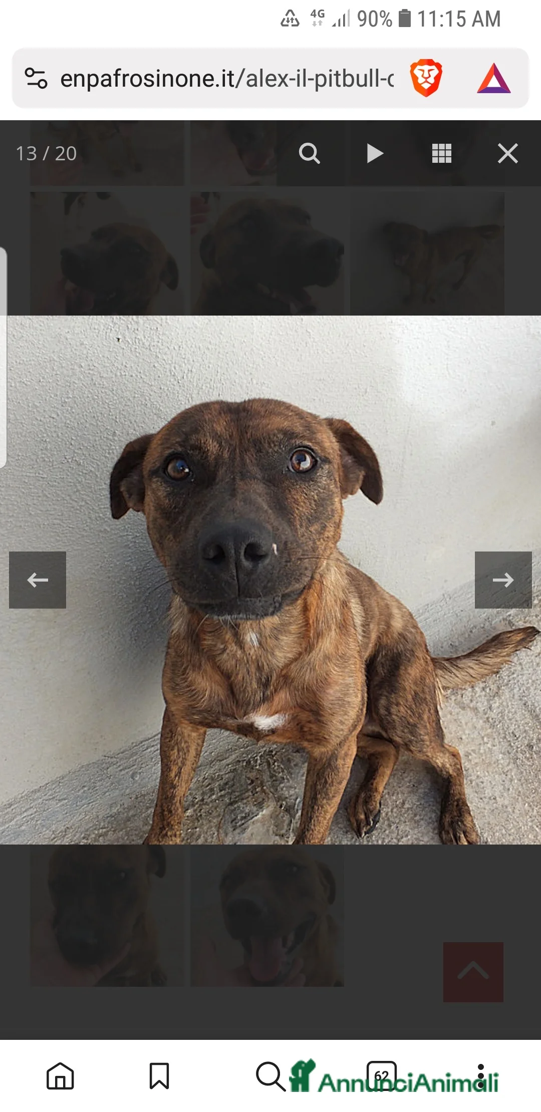 Pitbull cani in regalo: ADOZ.DEL CUORE:simil pit, sorridente,bravo e buono - Annuncio 5