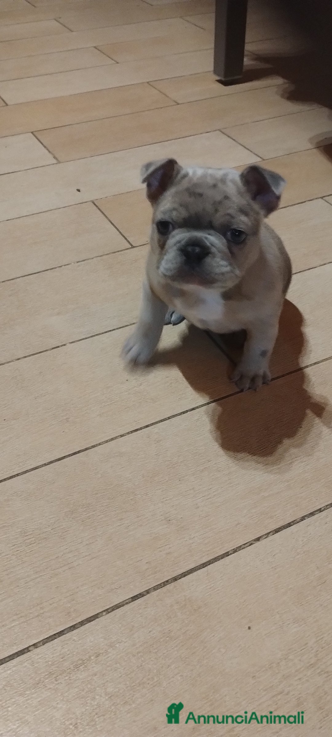 Bulldog Francese cani in vendita: Bulldog francese Blue Merle  - Annuncio 3