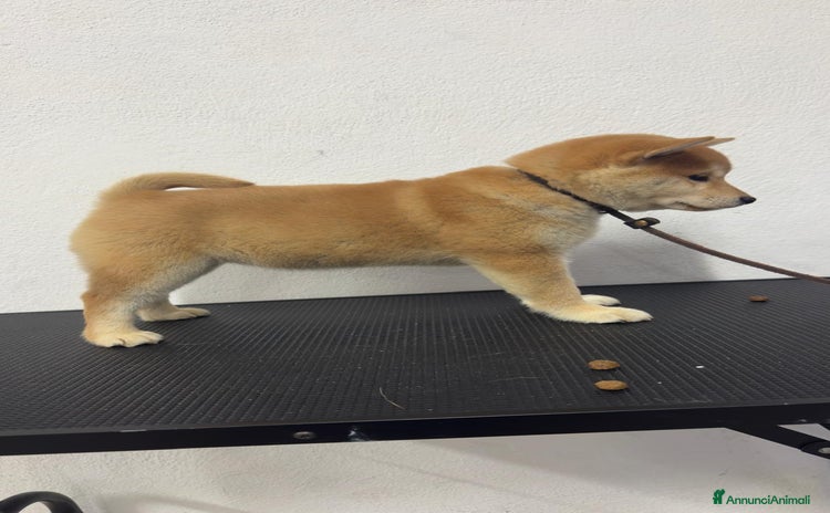 Shiba Inu cani - Annuncio 17