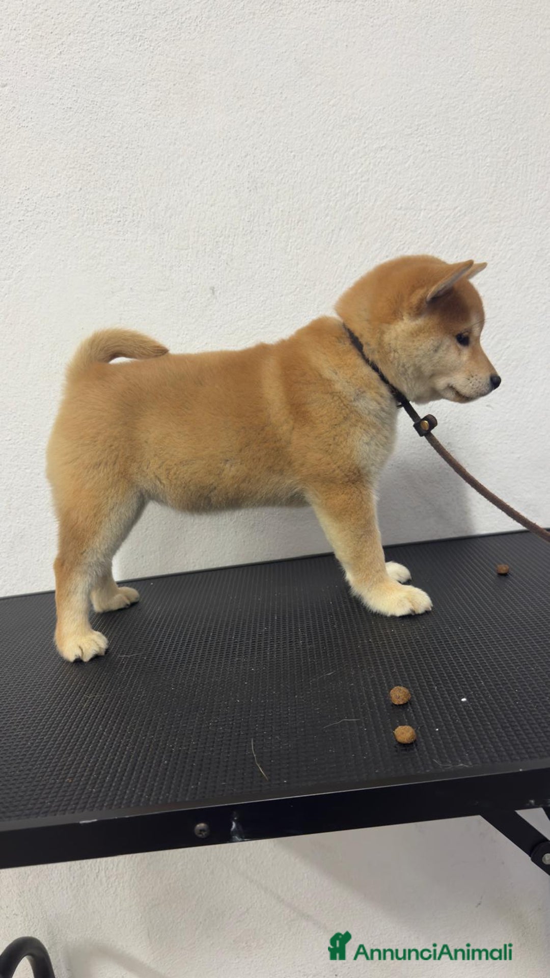Shiba Inu cani in vendita: Cucciola SHIBA inu rossa - Annuncio 1