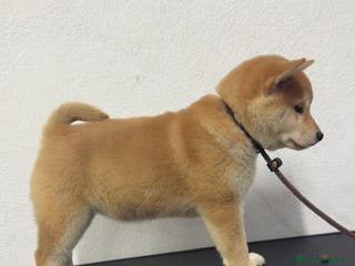 Shiba Inu cani Cucciola SHIBA inu rossa - Annuncio 7