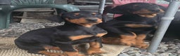 Dobermann cani in vendita: Cucciolo di dobermann - Annuncio 6