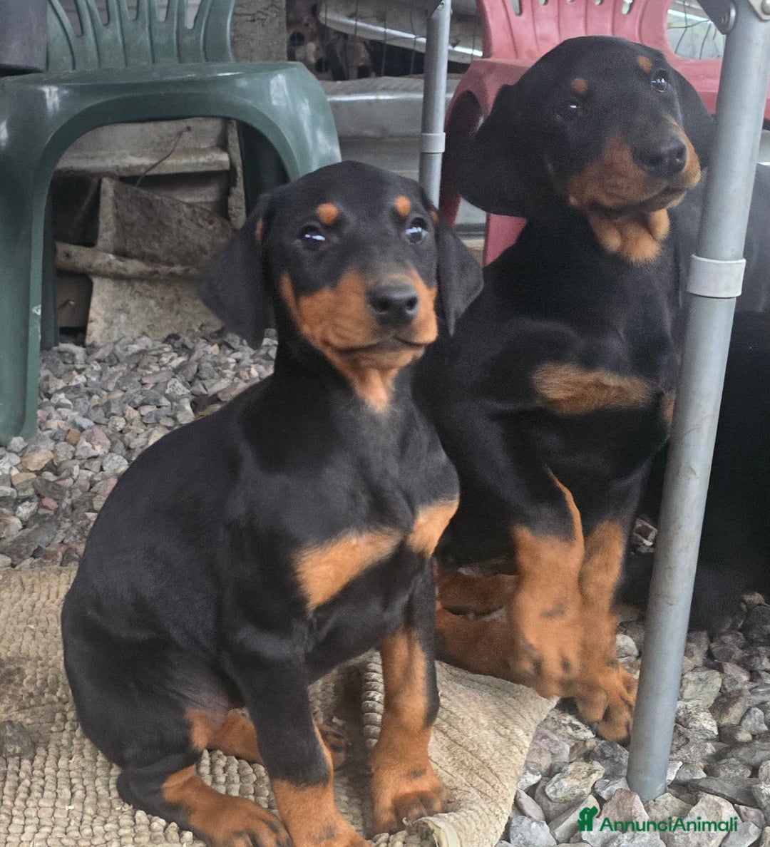 Dobermann cani in vendita: Cucciolo di dobermann - Annuncio 6