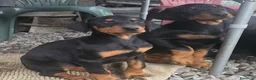 Dobermann cani in vendita: Cucciolo di dobermann - Annuncio 6