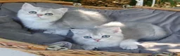 Scottish gatti in vendita: Gattini Scottish Straight e Fold - Annuncio 3