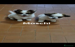 Pechinese cani in vendita: Cercano casa  a Provincia di Massa e Carrara - Immagine 1