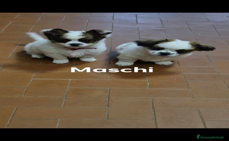 Pechinese cani a Provincia di Massa e Carrara - Annuncio 1