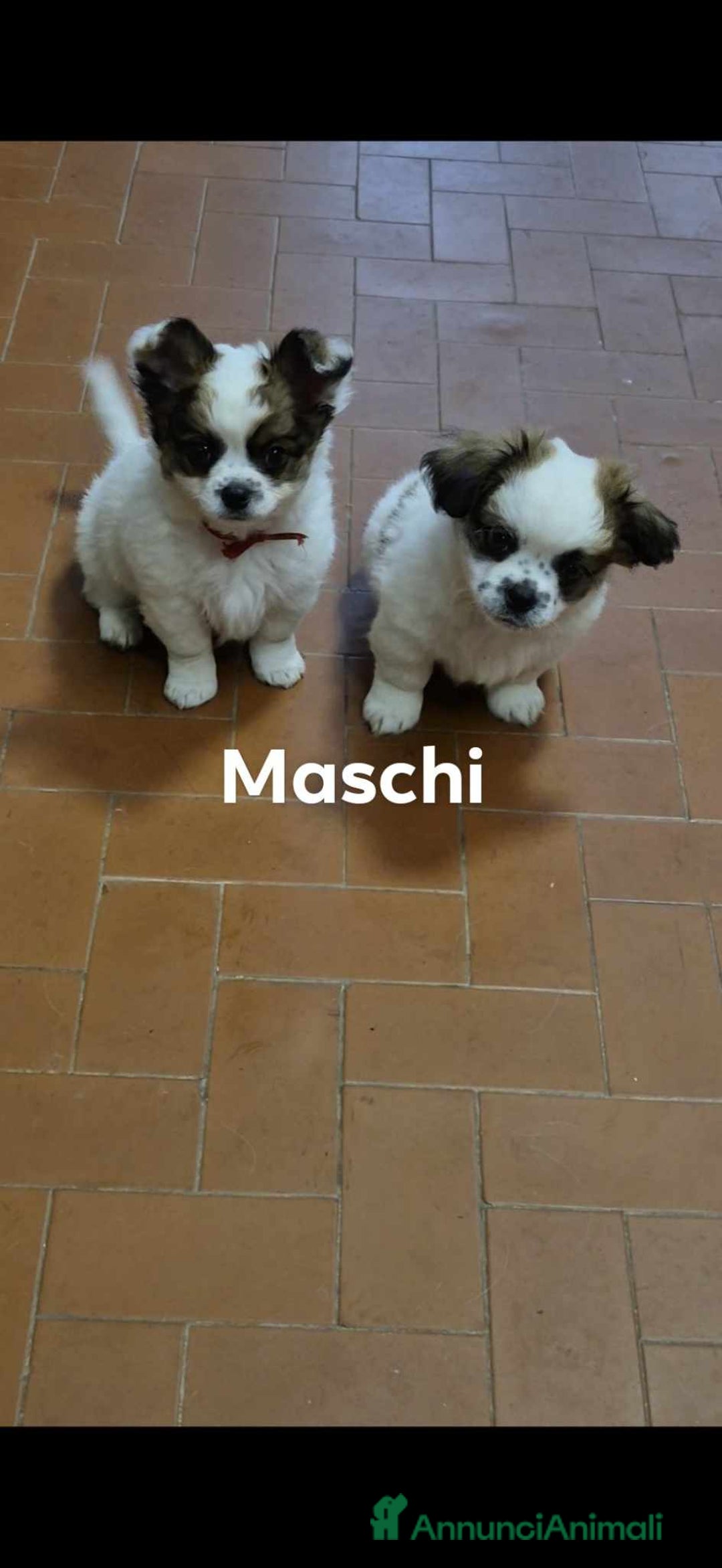 Pechinese cani in vendita: Cercano casa  a Provincia di Massa e Carrara - Immagine 1