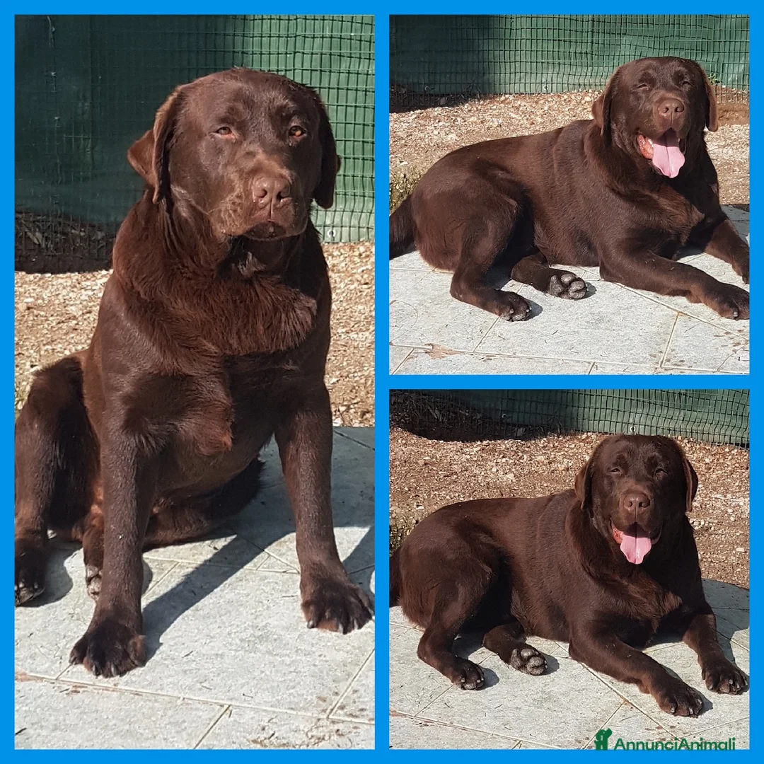 Immagine della galleria {{count}}