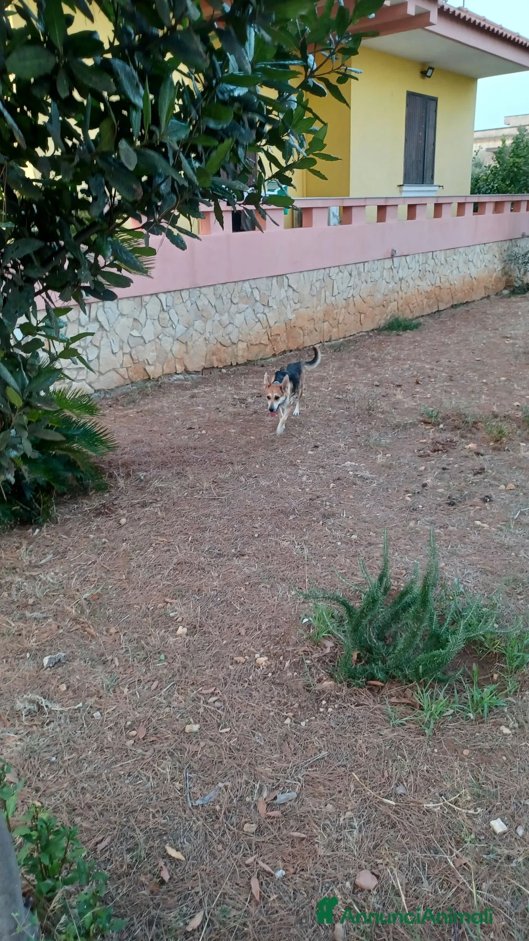 Meticcio cani in regalo: Milo e Ricky cuccioli in adozione - Annuncio 2