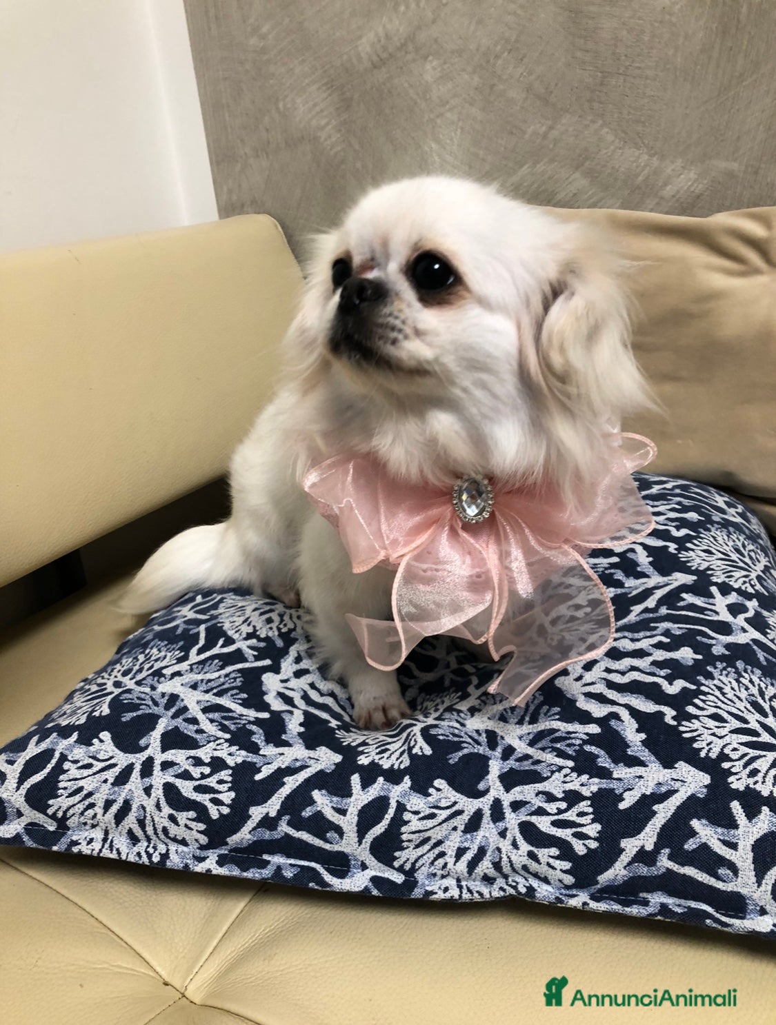 Chihuahua cani Chihuahua femmina a pelo lungo  - Annuncio 10