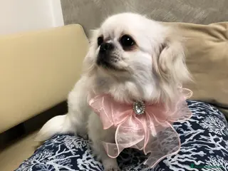 Chihuahua cani Chihuahua femmina a pelo lungo - Annuncio 10