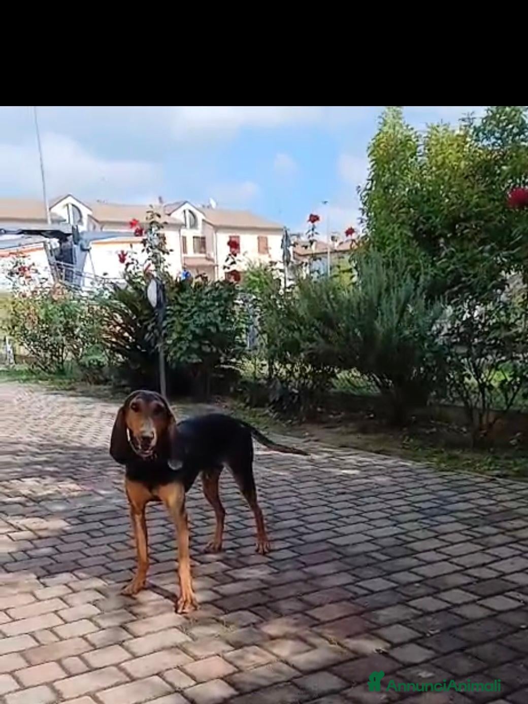 Segugio cani Cane segugio  - Annuncio 1