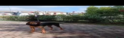 Segugio cani in regalo: Cane segugio  - Annuncio 1