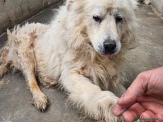 Pastore Maremmano cani Leone Pastore Abruzzese 8/9anni non ne può più.. a Città metropolitana di Milano - Annuncio 1