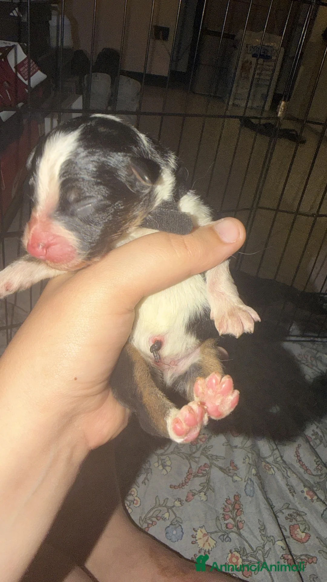 Australian Shepherd cani in vendita: Cuccioli di australian Sheperd  - Annuncio 2