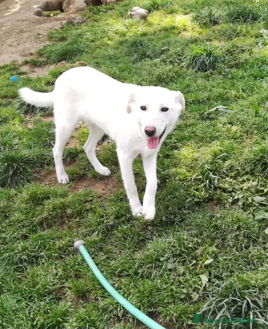 Meticcio cani in regalo: MERLINO HA BISOGNO DI UNA FAMIGLIA  a Città Metropolitana di Genova - Annuncio 2