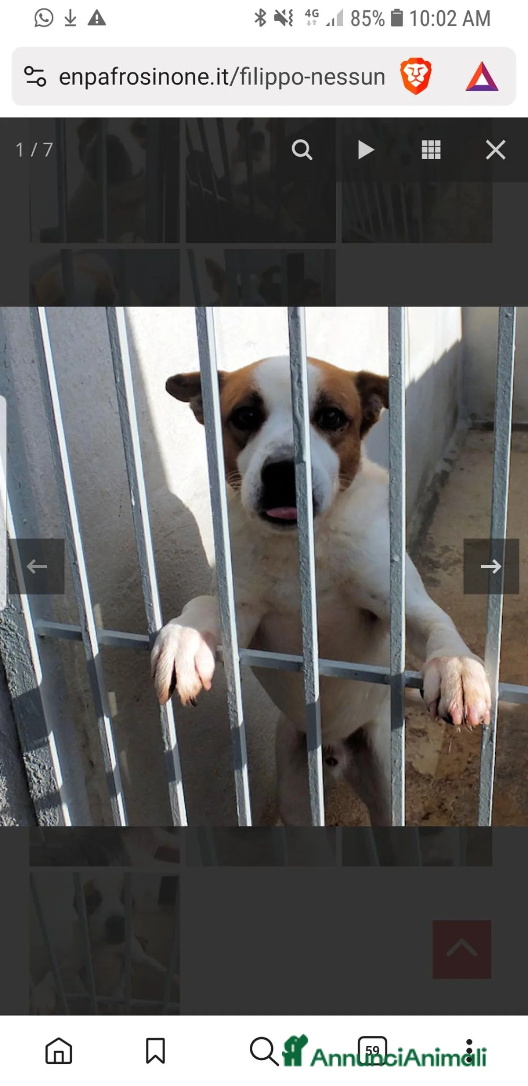 Meticcio cani in regalo: FILIPPO,  7 ANNI E MEZZO - Annuncio 2