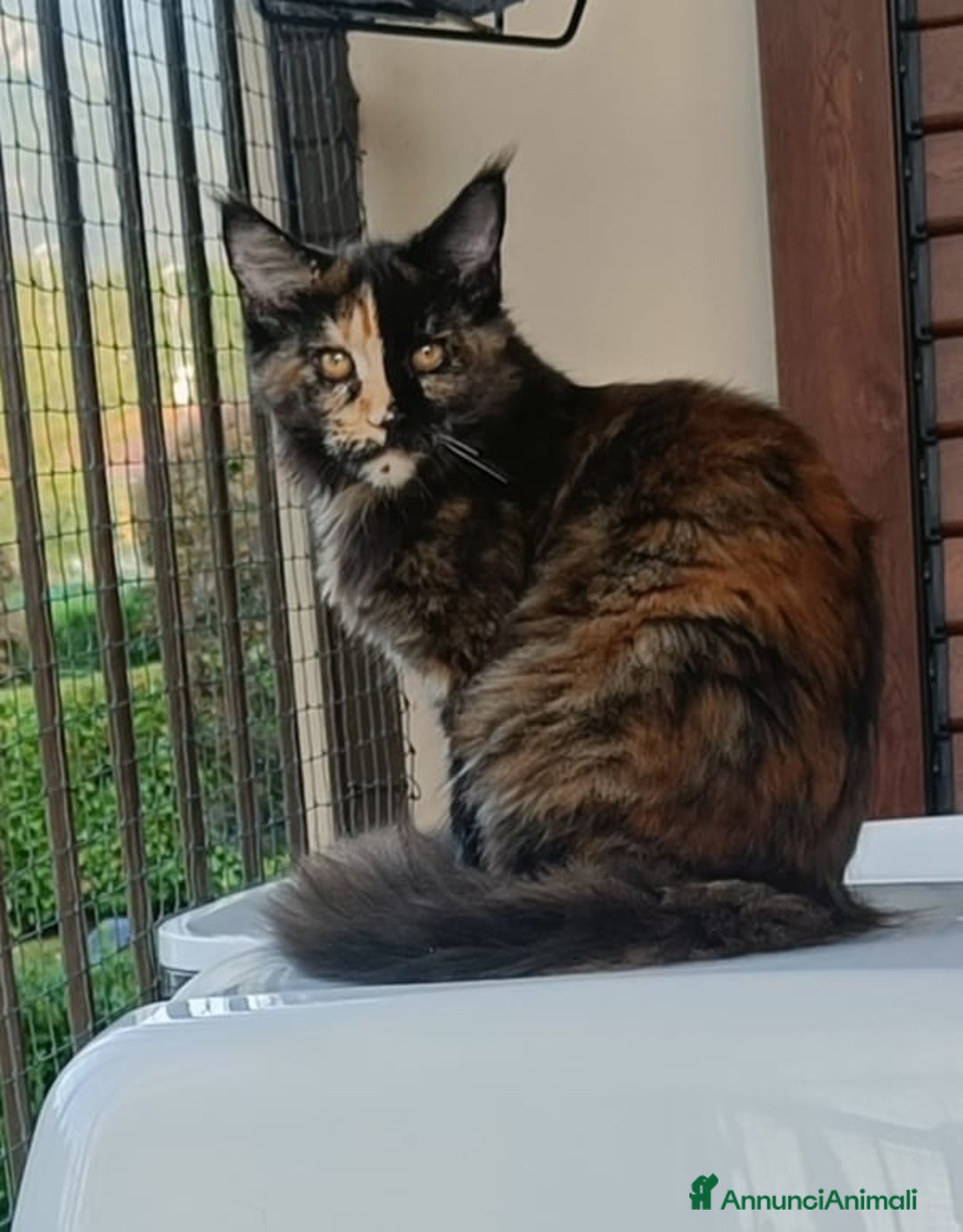 Maine Coon gatti in vendita: Cucciola Maine Coon XXL pedigree ANFI libero  - Annuncio 1