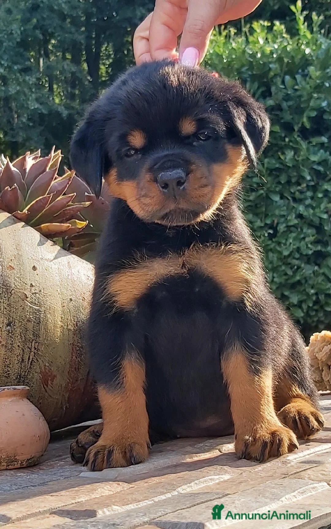 Immagine della galleria {{count}}